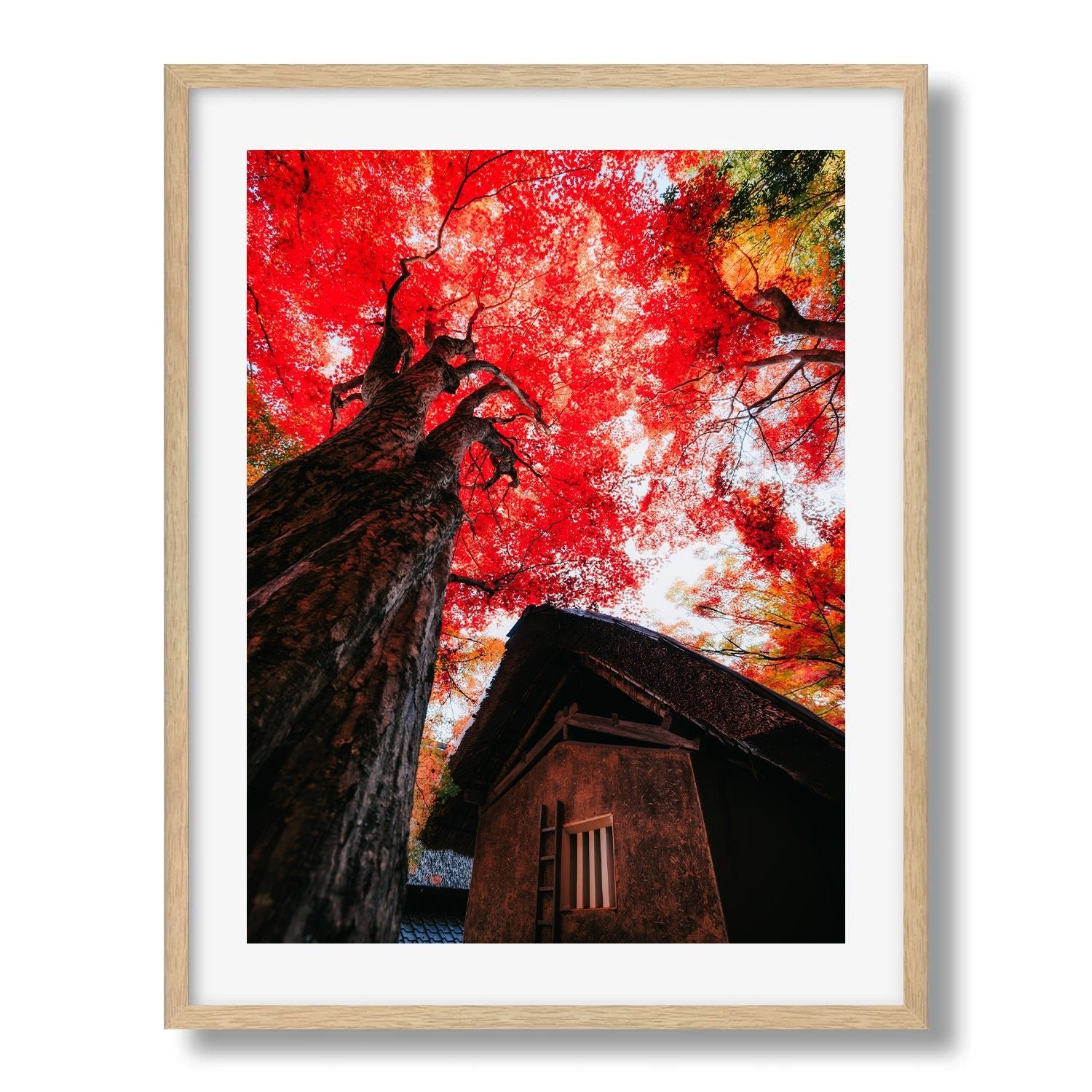 Autumn’s Red Glow in a Japanese Garden II - Peter Yan Studio Framed Photo Print Wall Art