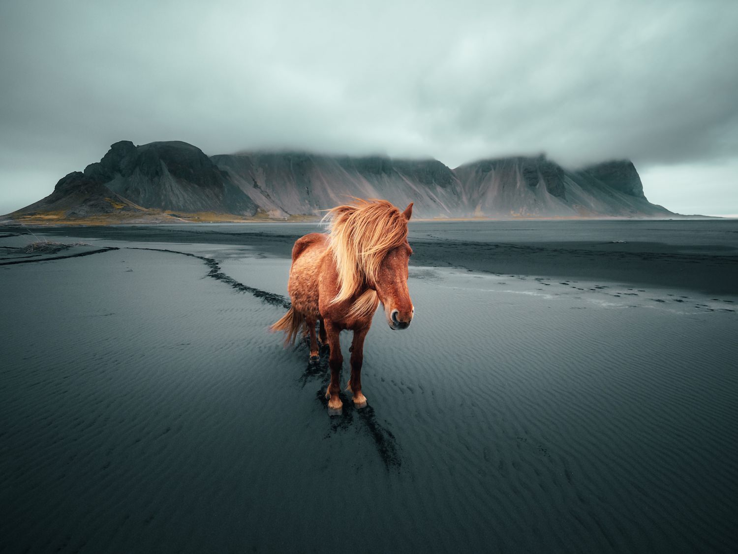 Icelandic Horse II - Peter Yan Studio