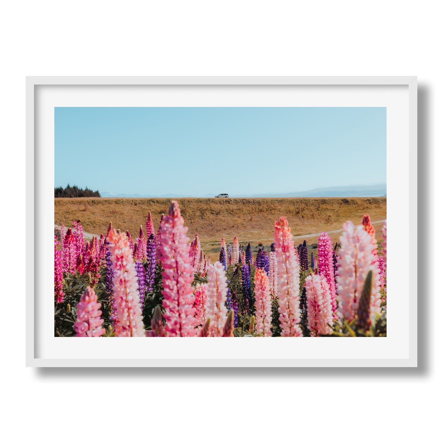 Lupin Field New Zealand - Peter Yan Studio