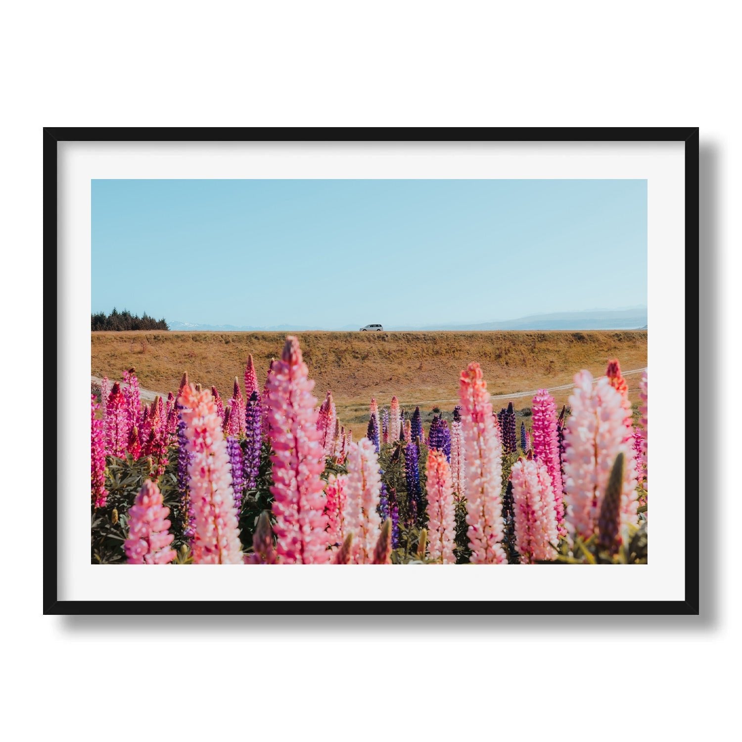 Lupin Field New Zealand - Peter Yan Studio