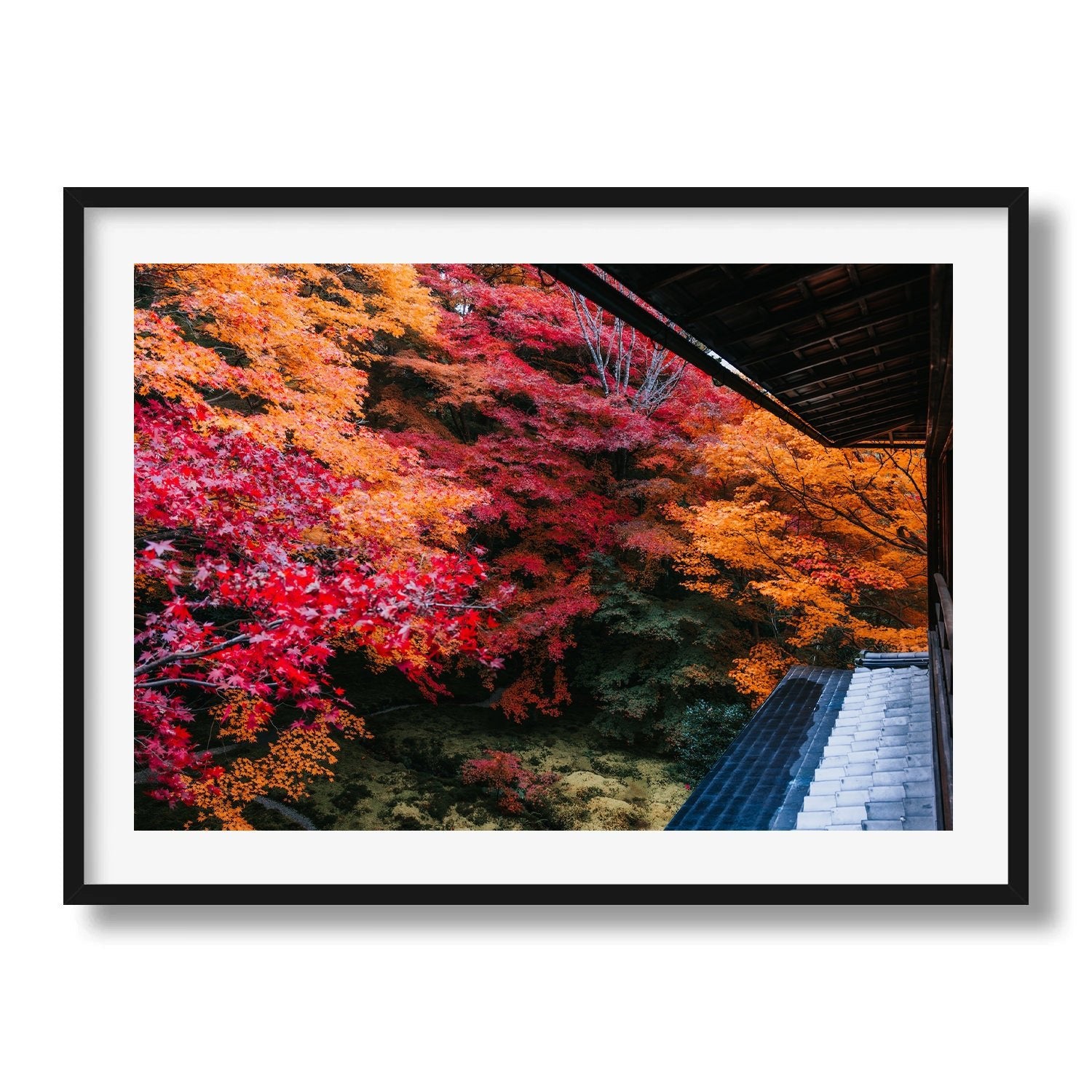 Autumn's Gold: A Japanese Garden Scene IV - Peter Yan Studio Framed Photo Print Wall Art