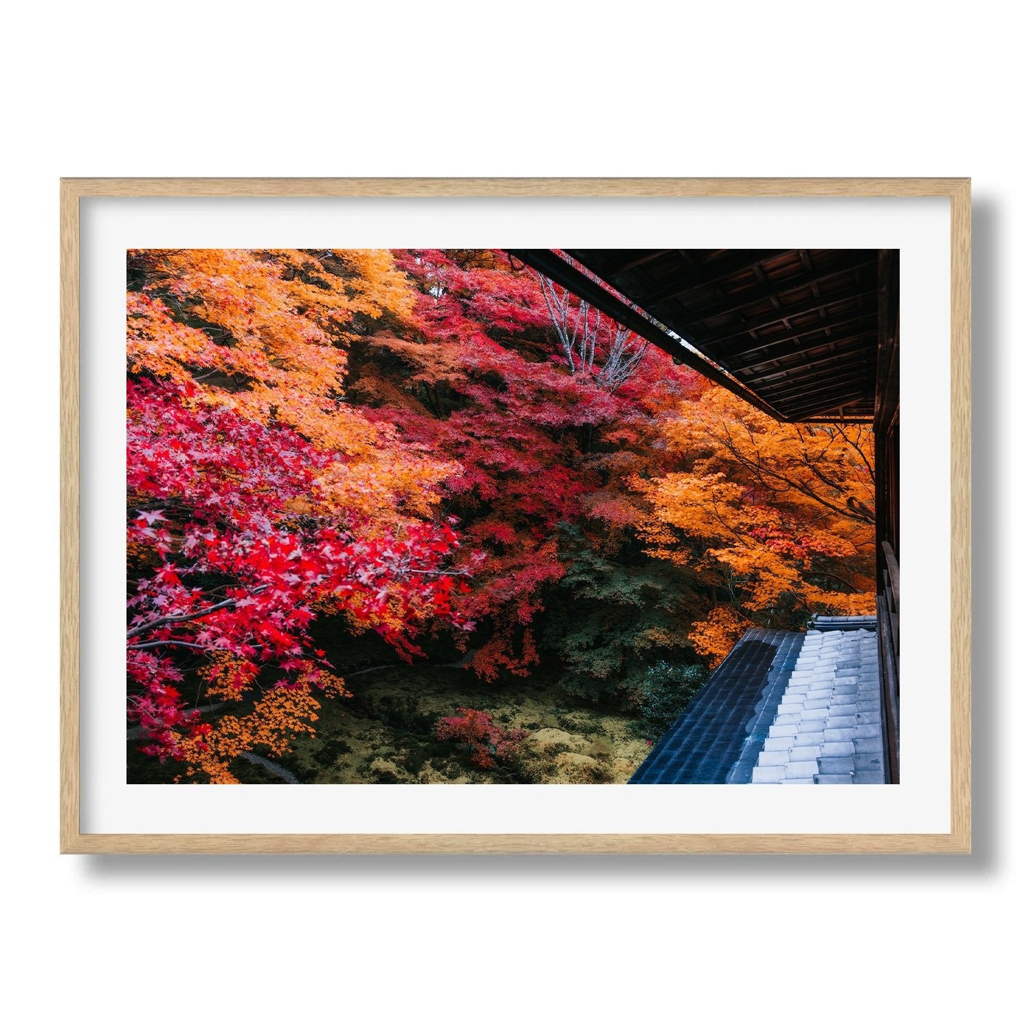 Autumn's Gold: A Japanese Garden Scene IV - Peter Yan Studio Framed Photo Print Wall Art