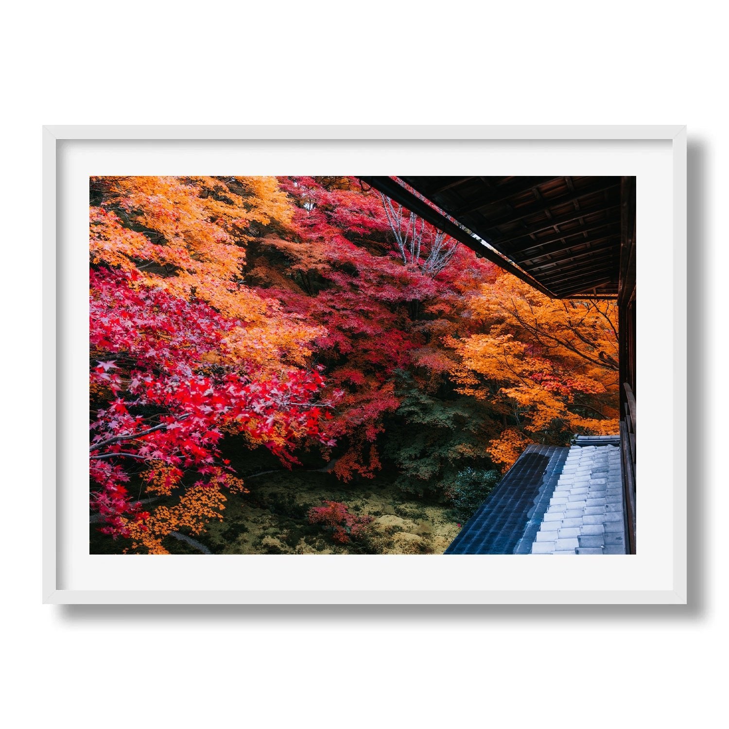 Autumn's Gold: A Japanese Garden Scene IV - Peter Yan Studio Framed Photo Print Wall Art