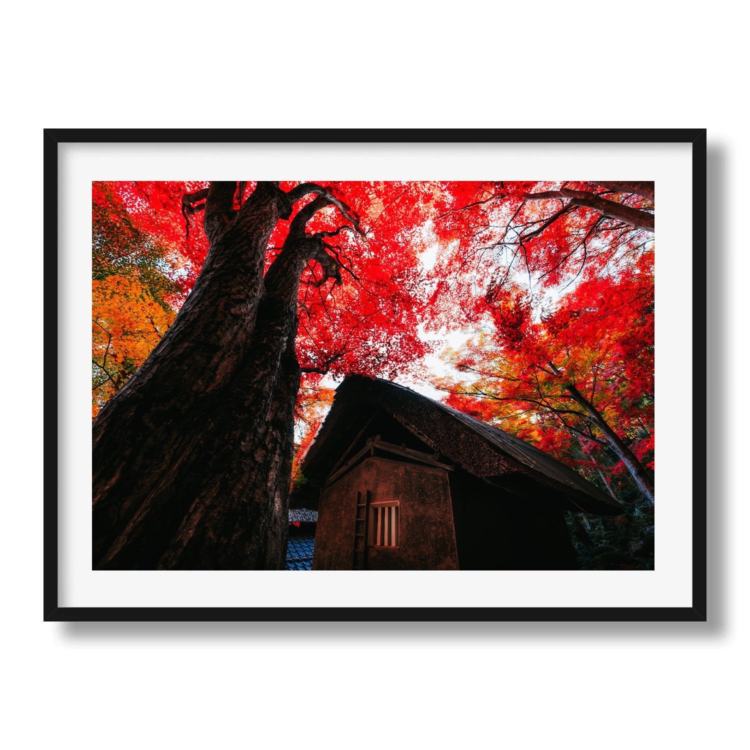 Autumn’s Red Glow in a Japanese Garden I - Peter Yan Studio Framed Photo Print Wall Art