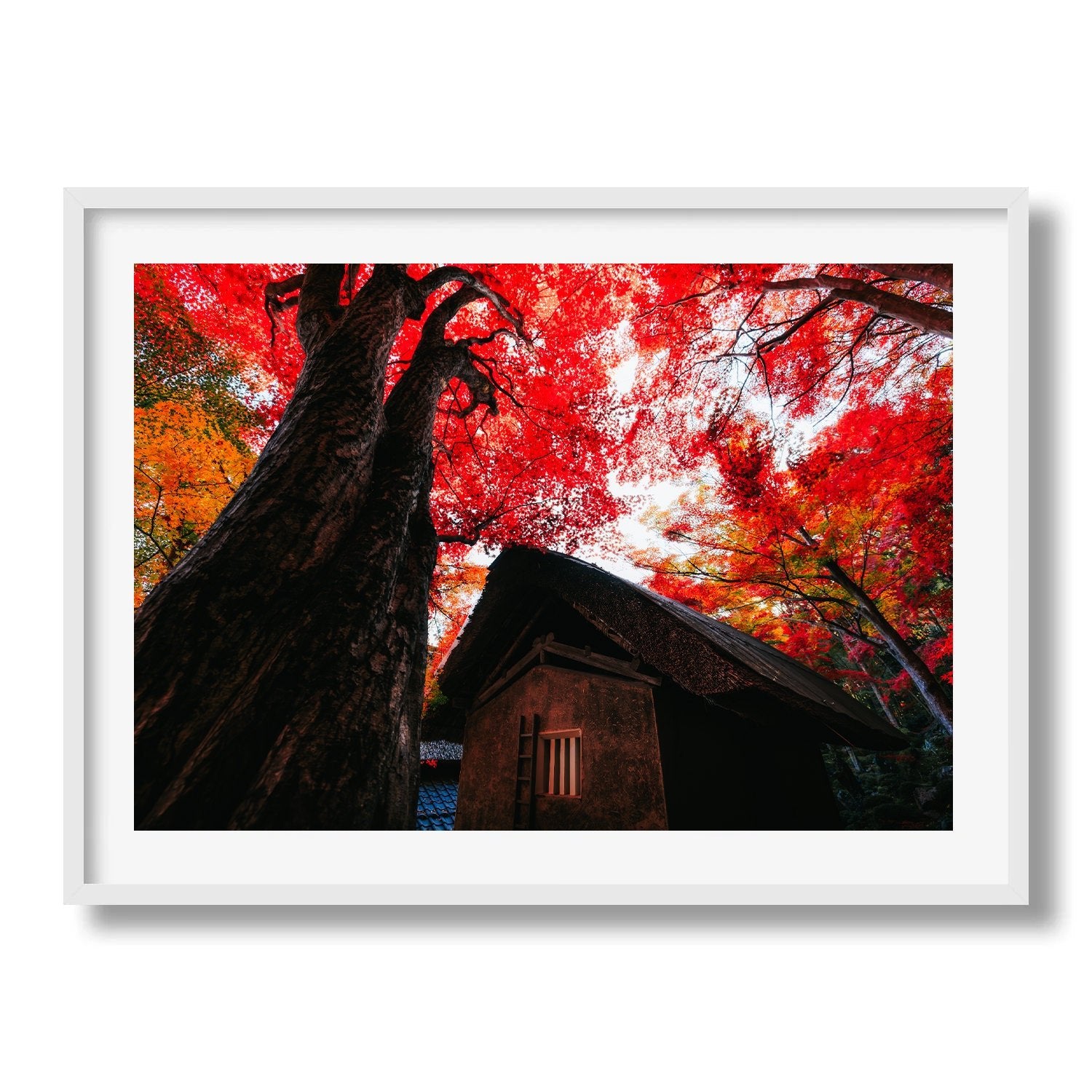Autumn’s Red Glow in a Japanese Garden I - Peter Yan Studio Framed Photo Print Wall Art