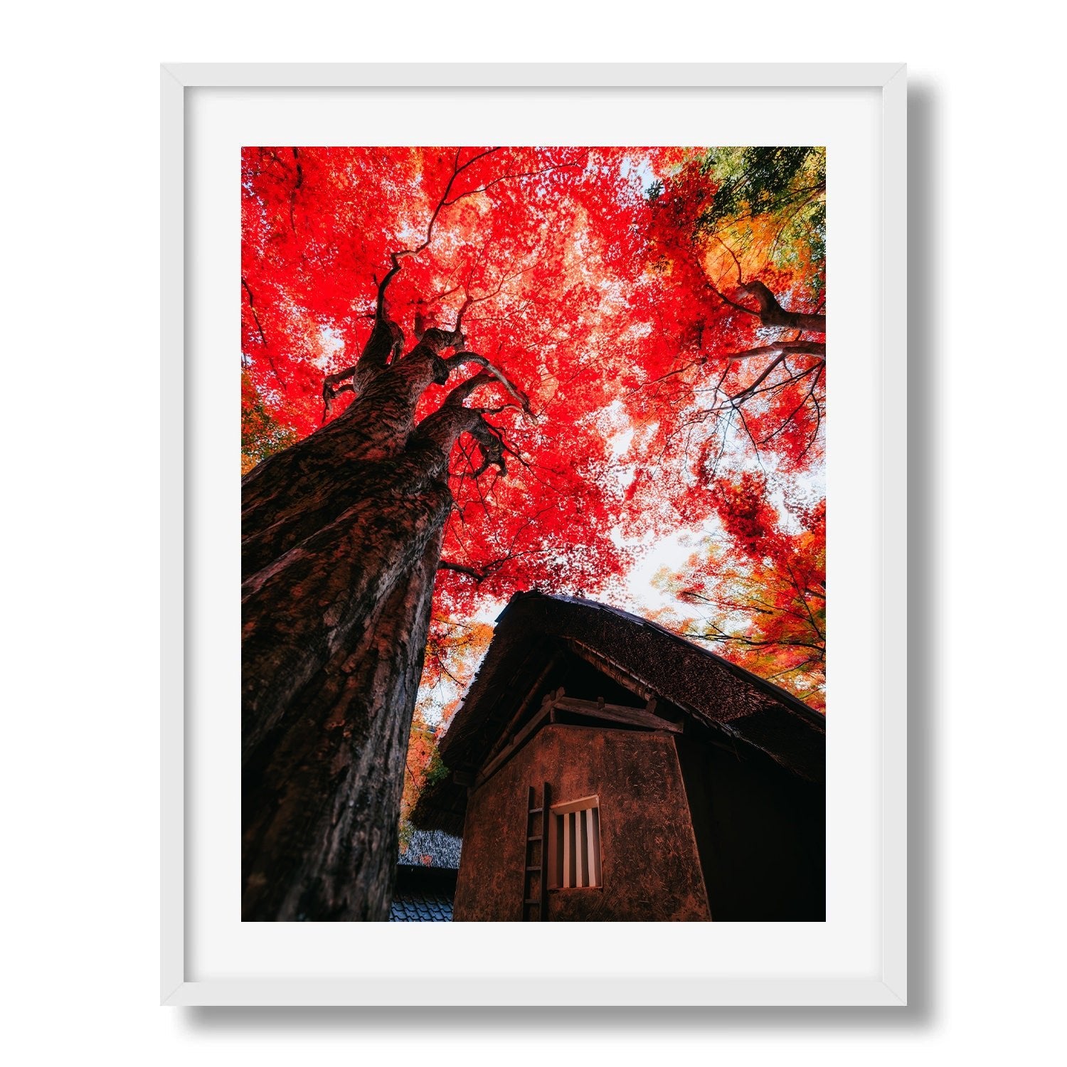 Autumn’s Red Glow in a Japanese Garden II - Peter Yan Studio Framed Photo Print Wall Art
