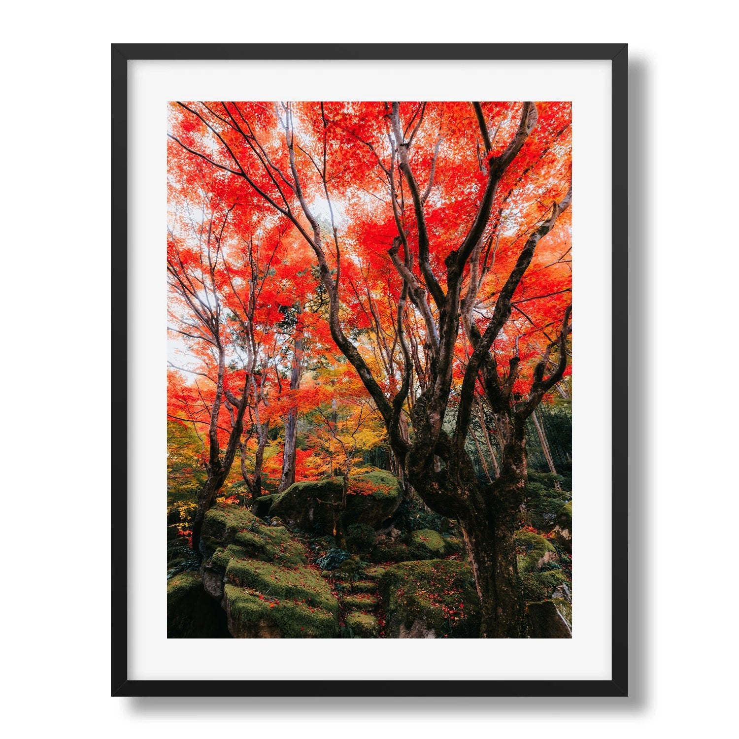 Autumn’s Red Glow in a Japanese Garden IV - Peter Yan Studio Framed Photo Print Wall Art