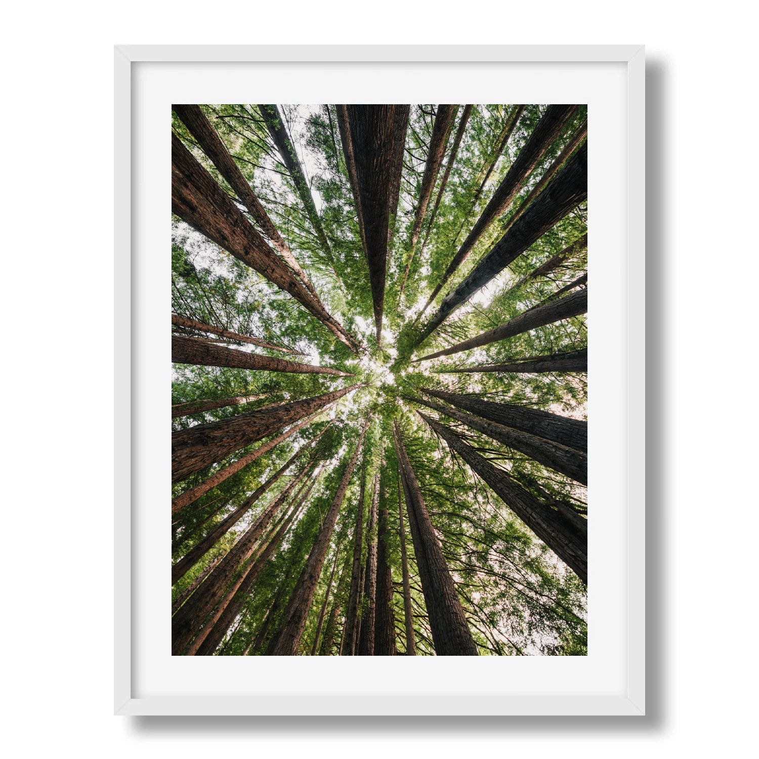 Beneath the Redwood Canopy in Great Otway - Peter Yan Studio Framed Photo Print Wall Art
