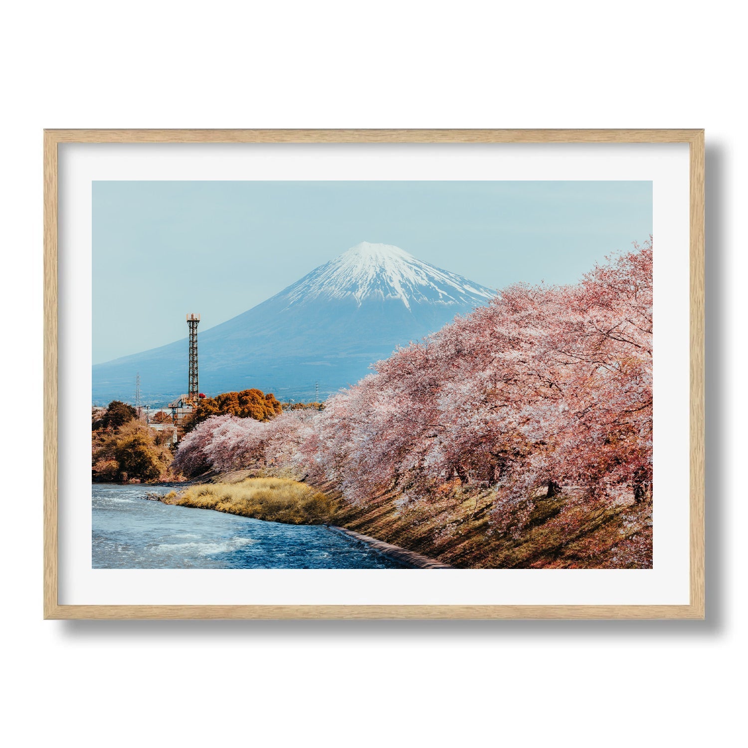 Mt Fuji Sakura Framed Print - Flowers by Peter Yan Studio