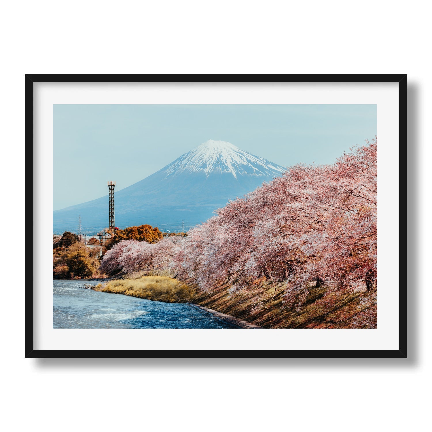 Mt Fuji Sakura Framed Print - Flowers by Peter Yan Studio