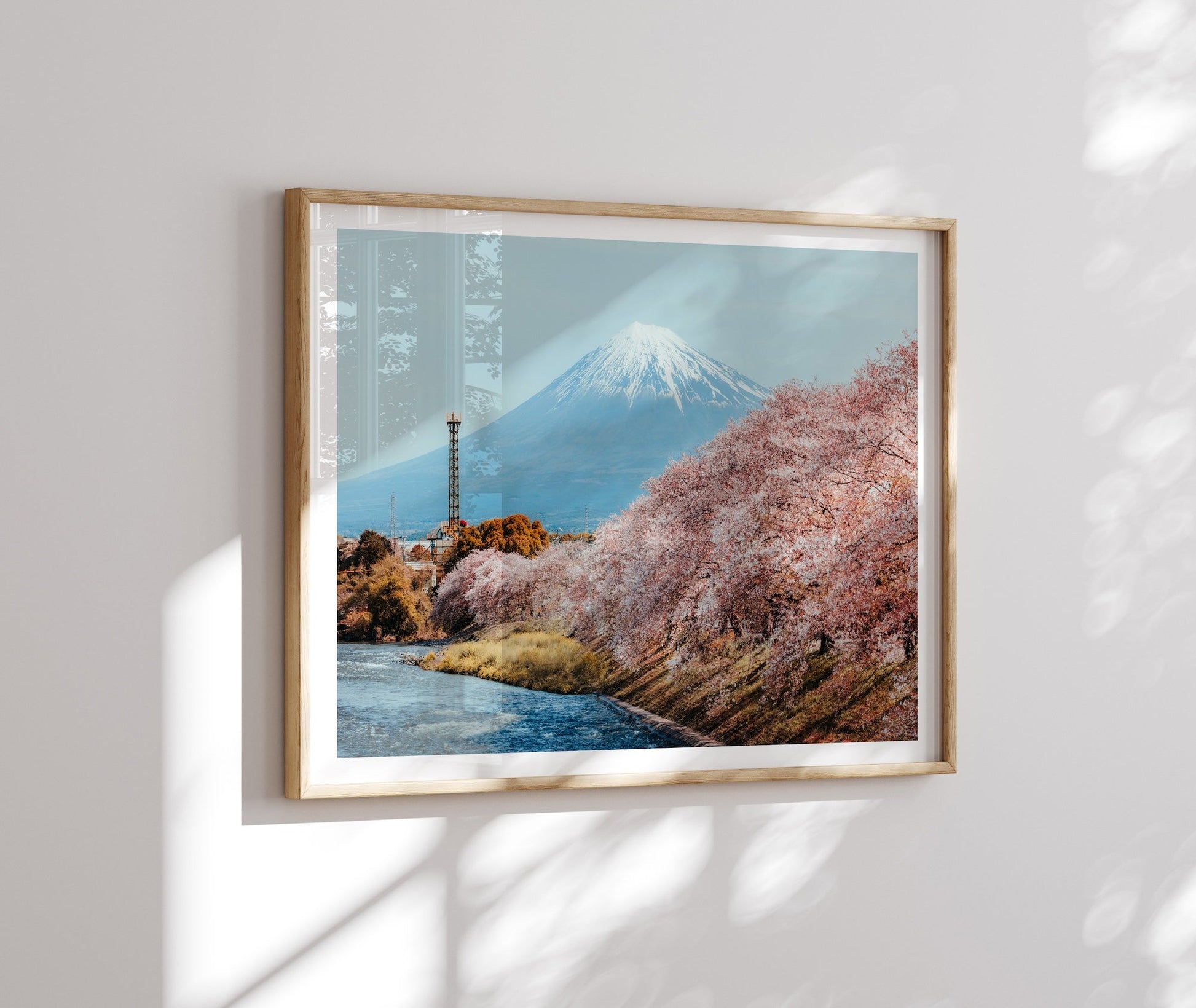 Mt Fuji Sakura Framed Print - Flowers by Peter Yan Studio