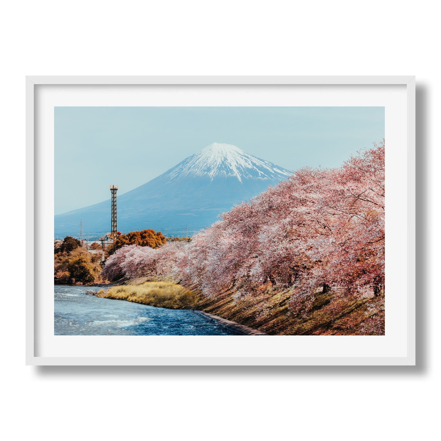 Mt Fuji Sakura Framed Print - Flowers by Peter Yan Studio