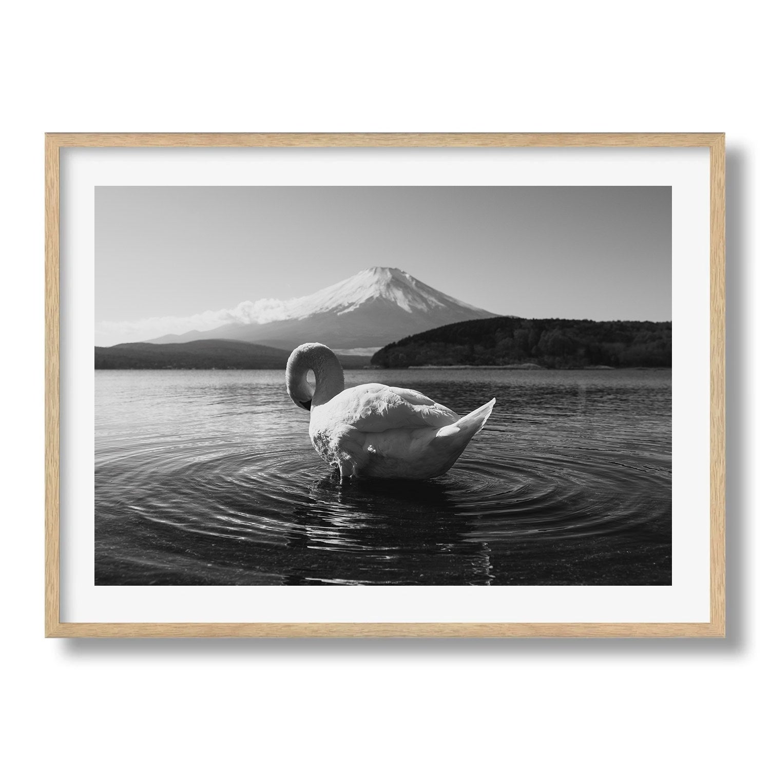 Swan Resting at Mt Fuji in Black and White - Peter Yan Studio Framed Photo Print Wall Art