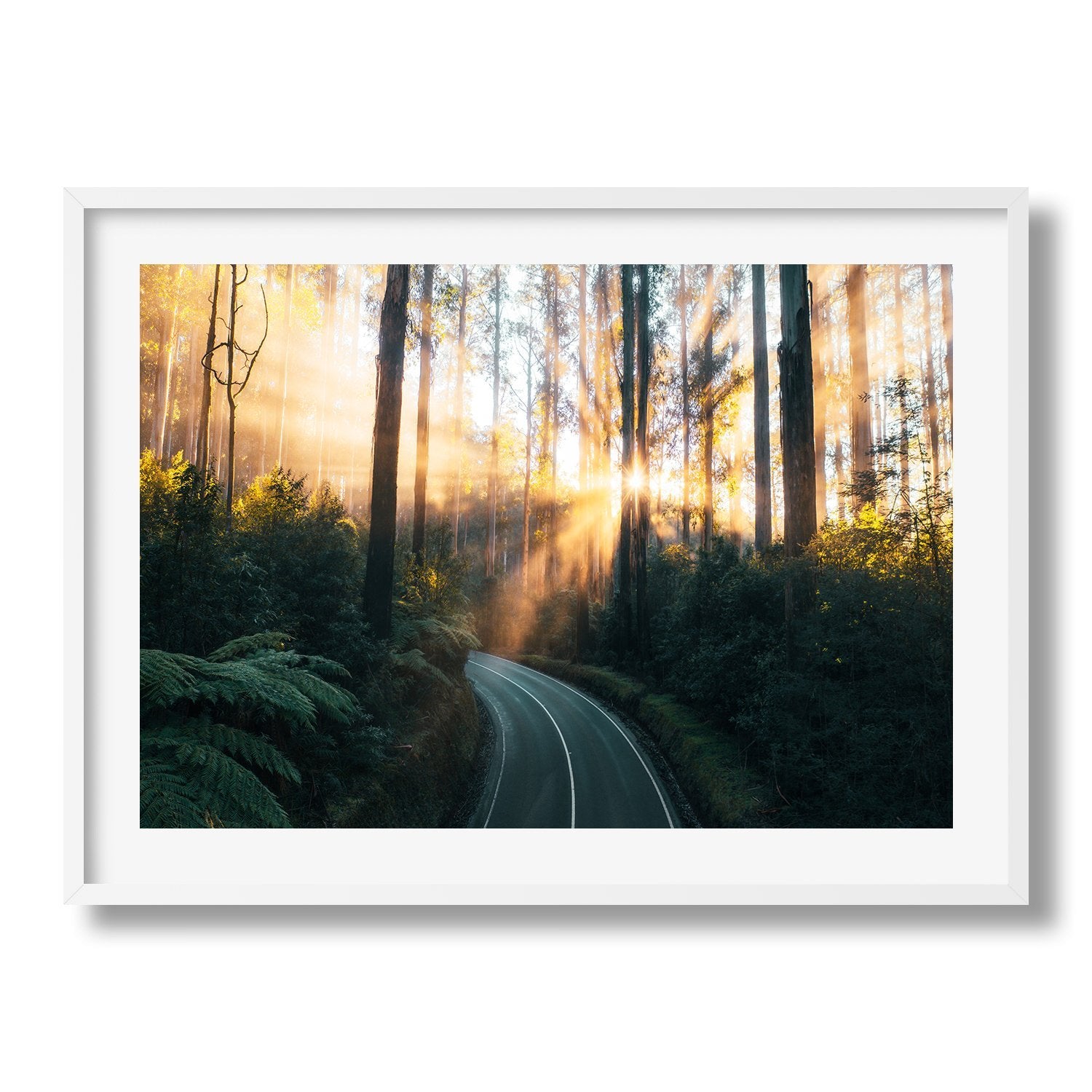 Australian Forest Sun Rays | Premium Framed Print - Peter Yan Studio