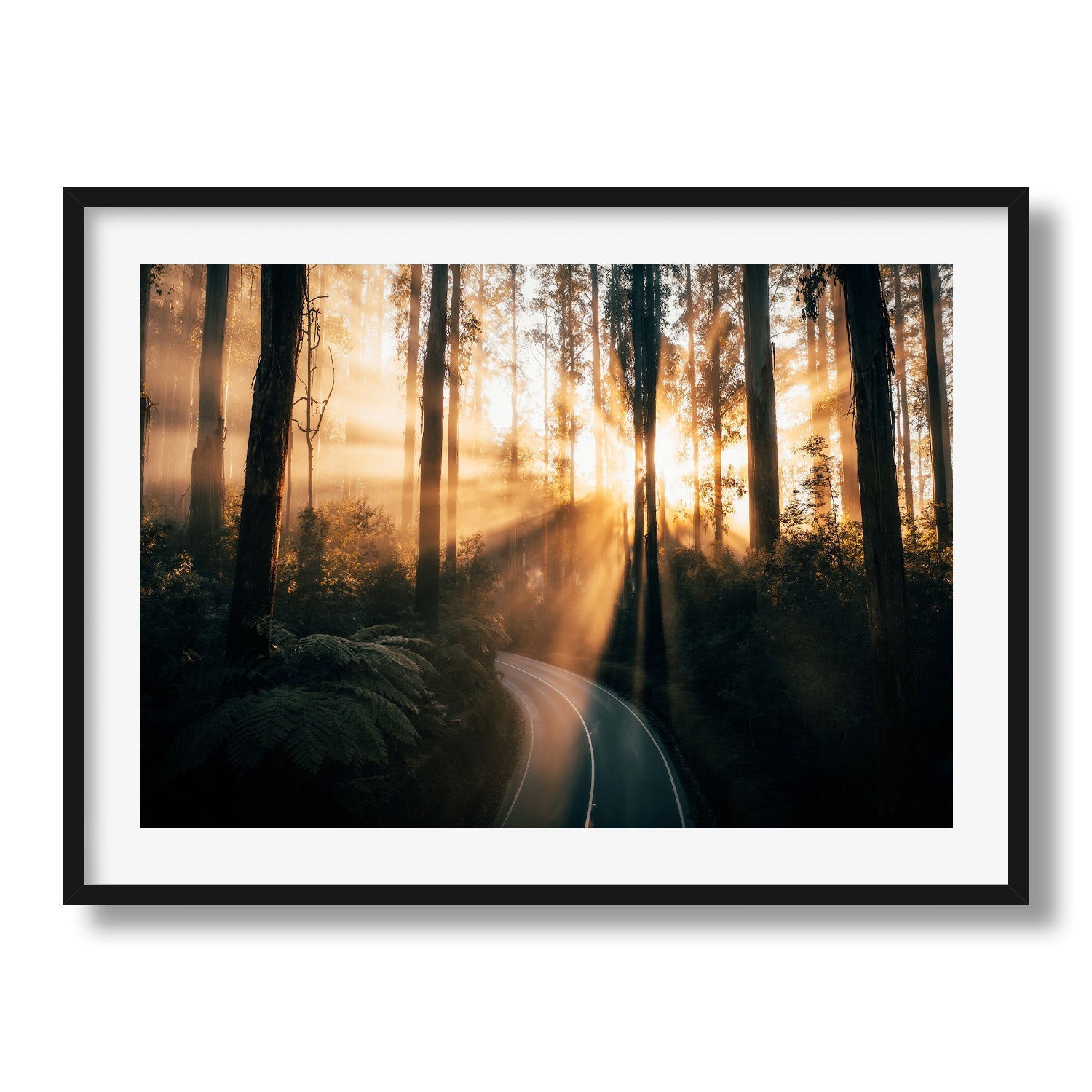 Black Spur Drive Forest Sun Ray Framed Print - Australia by Peter Yan Studio