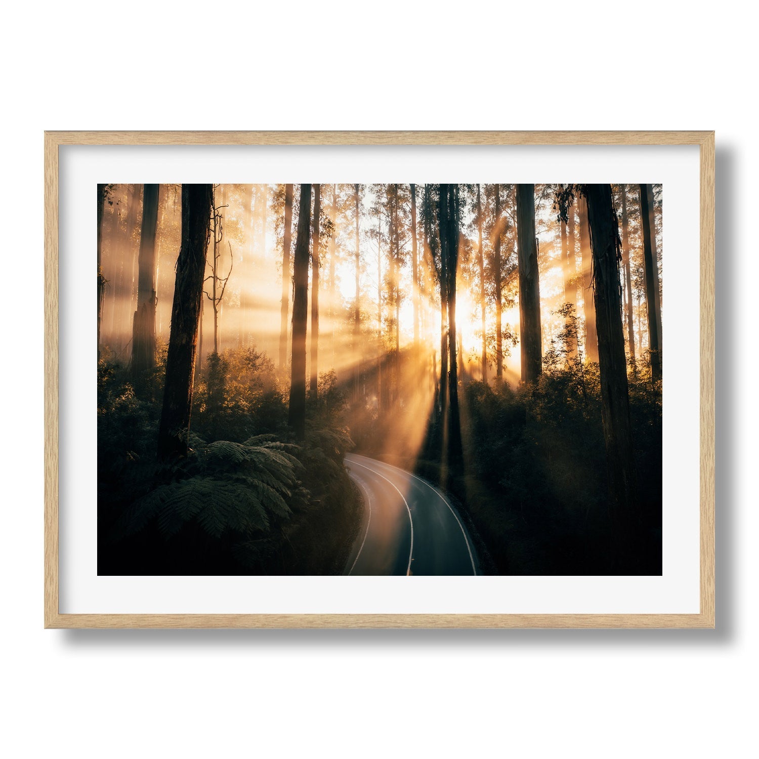 Black Spur Drive Forest Sun Ray - Peter Yan Studio Framed Photo Print Wall Art