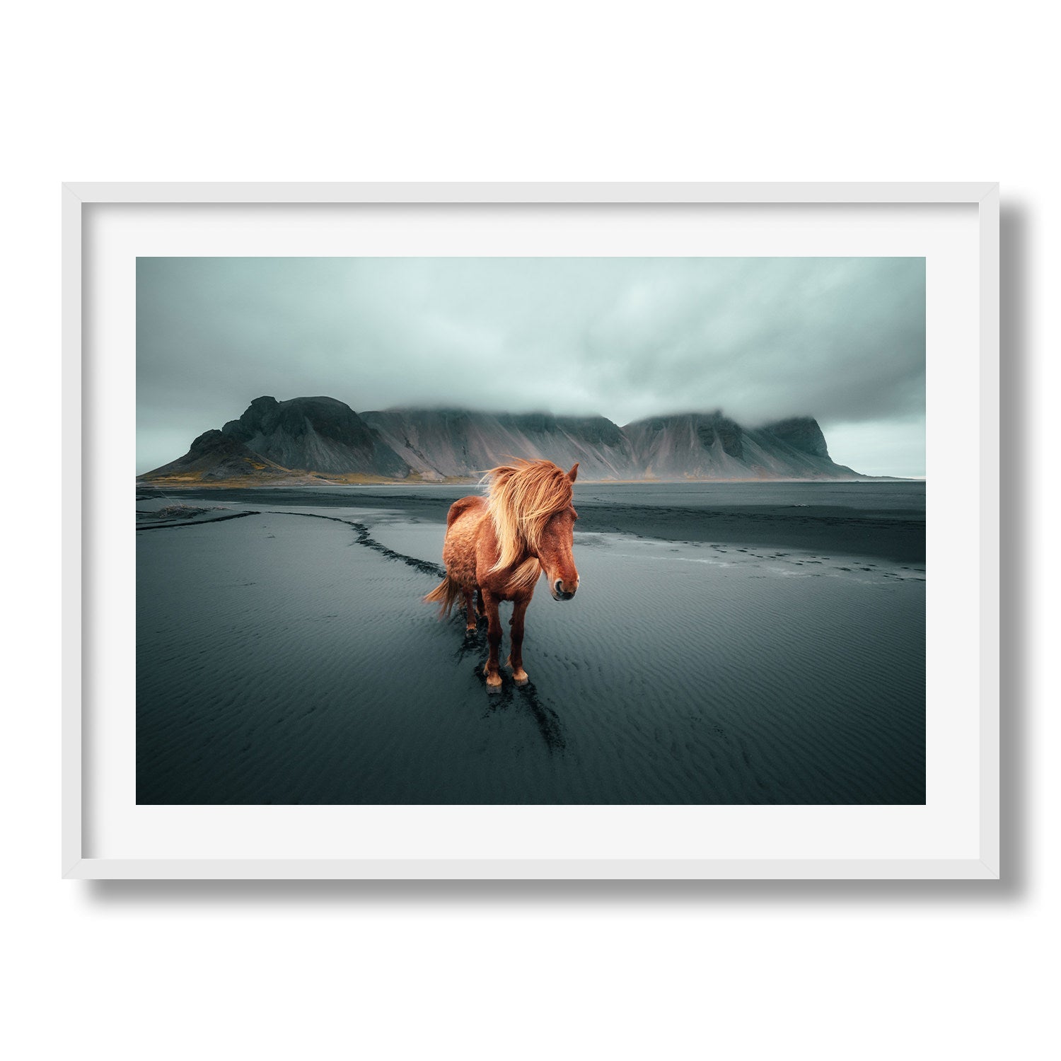 Icelandic Horse II Framed Print - Animals by Peter Yan Studio