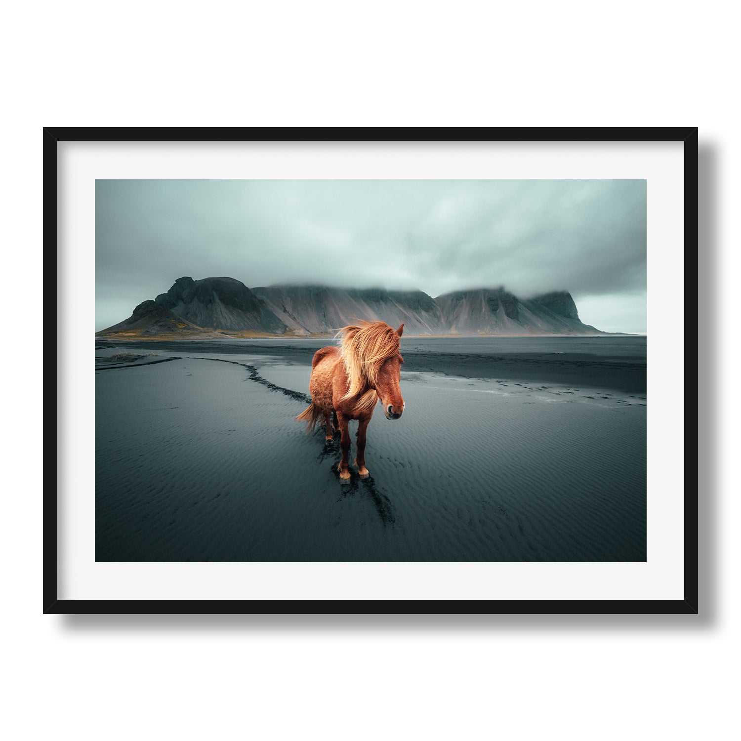 Icelandic Horse II Framed Print - Animals by Peter Yan Studio