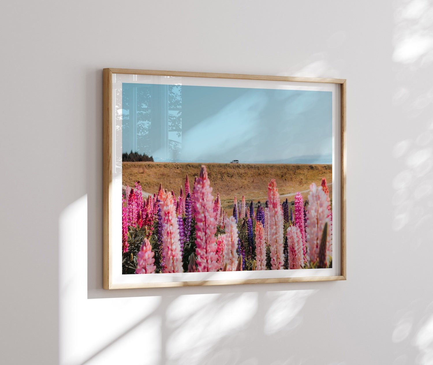 Lupin Field New Zealand - Peter Yan Studio Framed Photo Print Wall Art