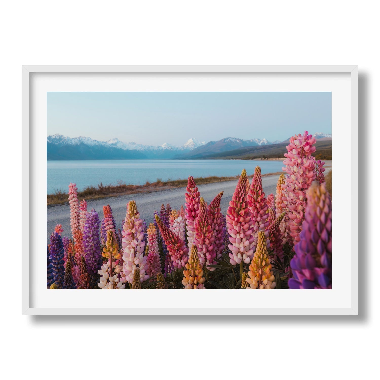 Lupin Flowers at Lake Pukaki Framed Print - Flowers by Peter Yan Studio
