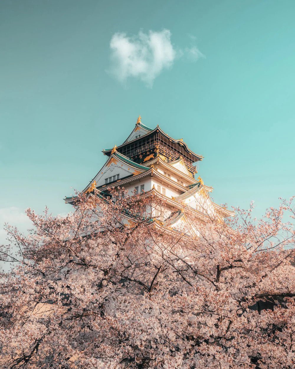 Osaka Castle Cherry Blossoms - Peter Yan Studio